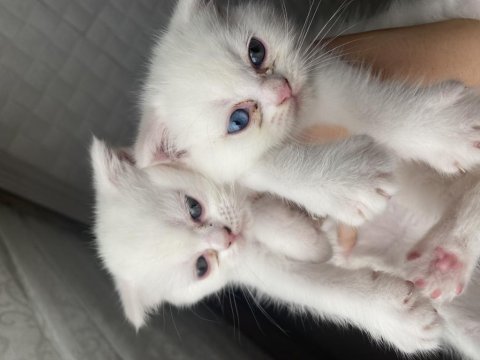 British shorthair scottish fold karışımı 4 dişi 1 erk