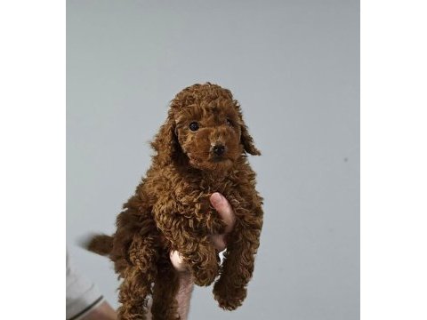 Olağanüstü güzellikte poodle köpekler