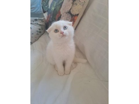 Yavru scottish fold
