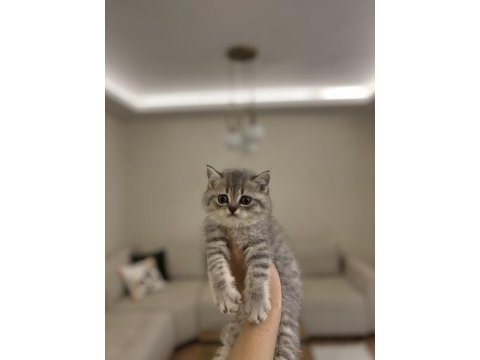 Güzeller güzeli brıtısh shorthair yavrular 