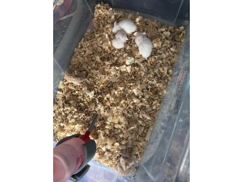 Gonzales hamster yavruları
