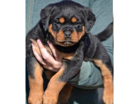 Türkiyenin en güvenilir çiftliğinden rottweiler