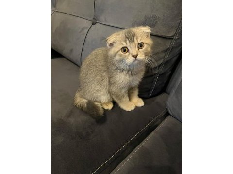 Scottish fold erkek kedimiz