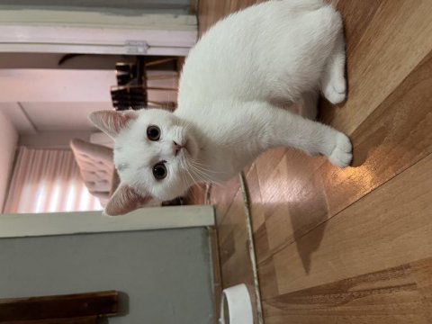 British shorthair kedilerim