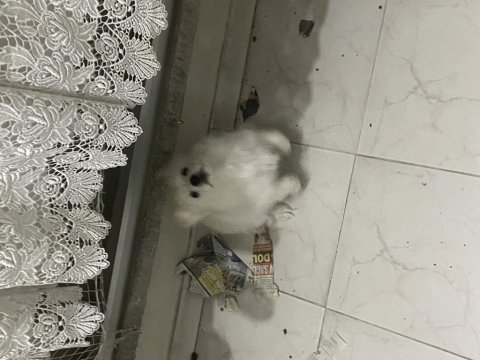 Pomeranian spitz