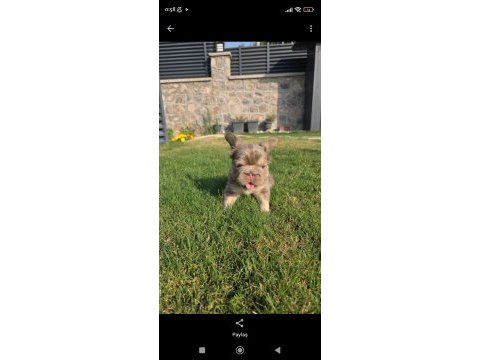 Fluffy big rope egzotik french bulldog yavrular