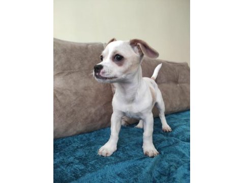 3 aylık minnak yavru chihuahua