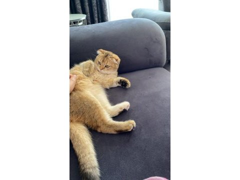 Scottish fold kedisi