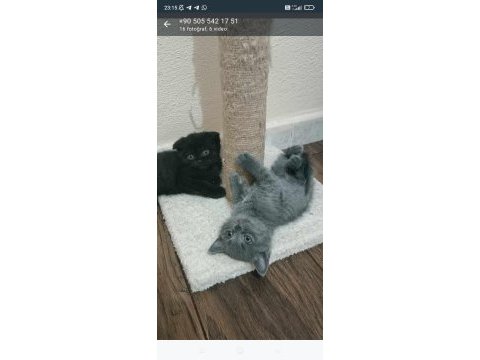 British shorthair yavrular