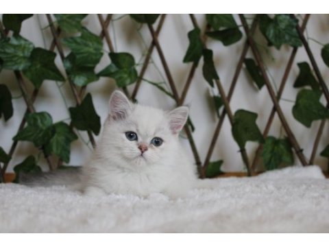 Ay1133 erkek british shorthair golden point