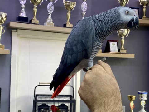 Üst düzey 200 kelime konuşan jako papağanımız