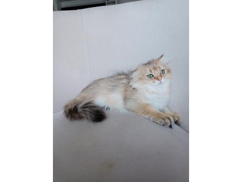 Golden british longhair 3 aylık
