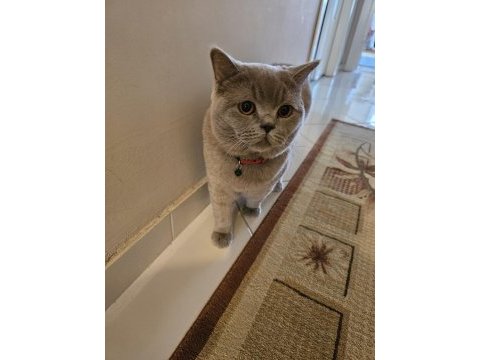 British shorthair (aşıları tam)