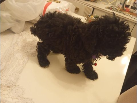 45 günlük poodle yavrumuz satılıktır