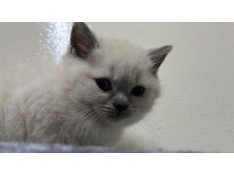British shorthair blue point yavrularımız