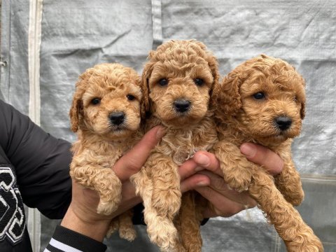Orijinal toy poodle yavrular