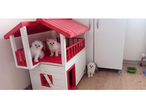 Koca kafa gerçek scottish fold yavruları