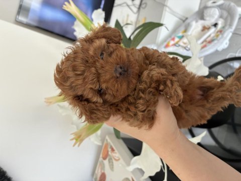 Kore kan teucuo toy poodle