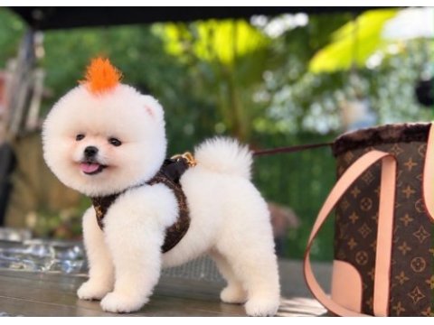 Pomeranian boo bebek