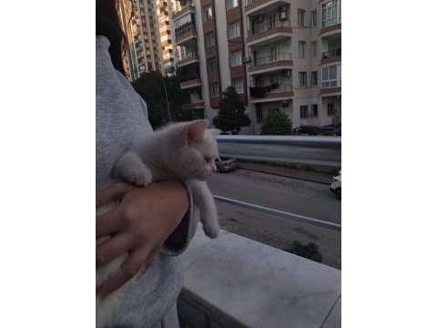 Ankara kedisi temiz ve eğitimli