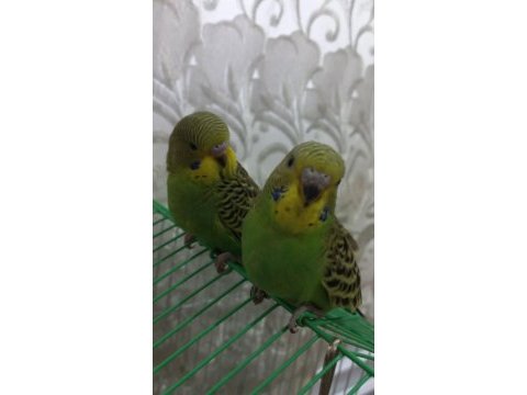 El besleme muhabbet kuşu yavrular