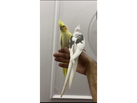 Yem kırmaya başlayan sultan papağanları