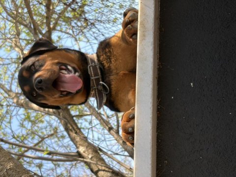 11 aylık kısır sağlıklı rottweiler