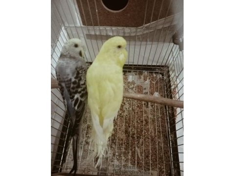 Sarı erkek mavi dişi çift muhabbet kuşu