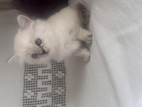 British longhair yavrularımız