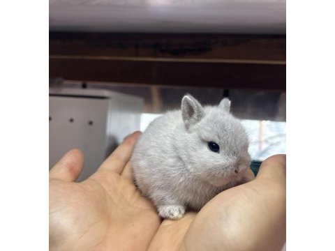 Netherland dwarf cüce tavşan