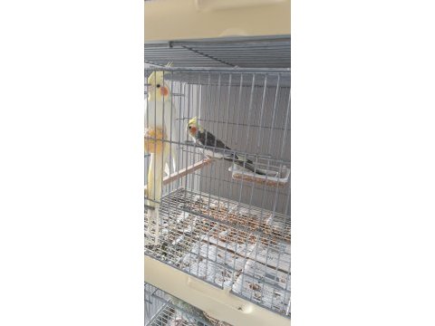 Birbirinden güzel sultan papağanı acil satılık