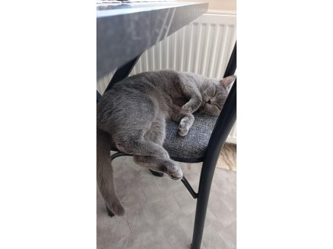 Dişi british shorthair