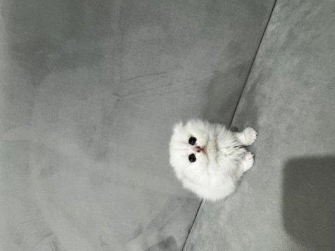 Kendi kedimizin yavruları