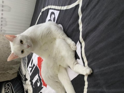 Beyaz british shorthair