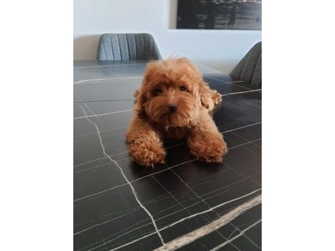 Red brown maltipoo