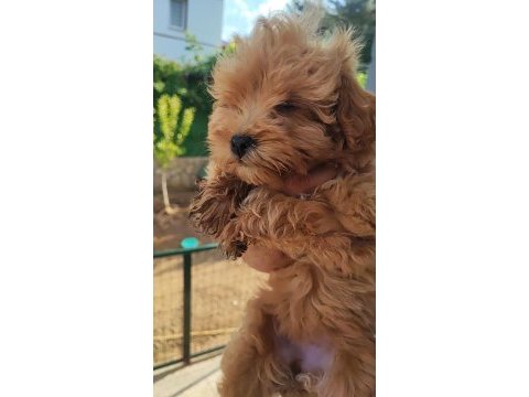 Maltipoo yavrumuz
