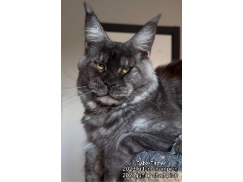 Türkiyenin her yerine teslim renk renk xxl maine coon
