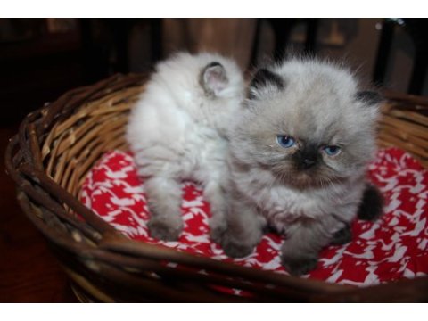 Dişi ve erkek 2 aylık british longhair