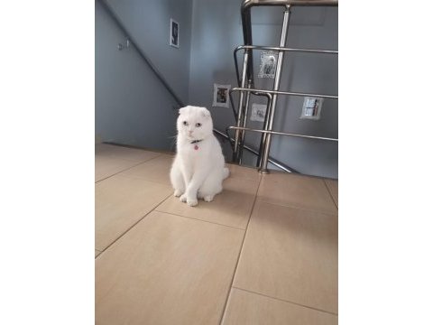 Scottish fold ücretsiz veriyorum