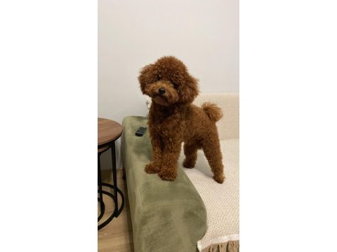 Sevgi ile bakılan toy ve teacup (bardak) boy poodle yavrular