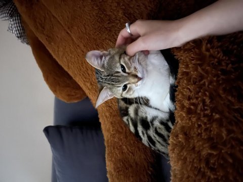 Dişi tekir kedimiz suzi