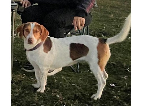 Bal böceği köpeğim