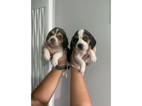 Beagle yavrularımız