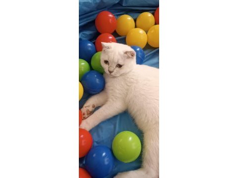 Scottish fold erkek ve dişi