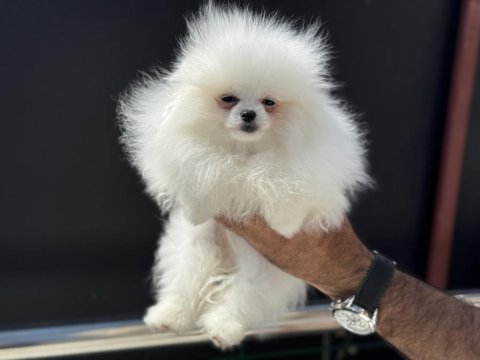 Petmode köpek çiftliğinde ziyarete açık pomeranian