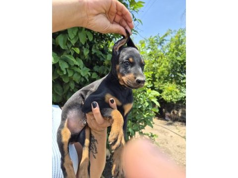King doberman köpeği