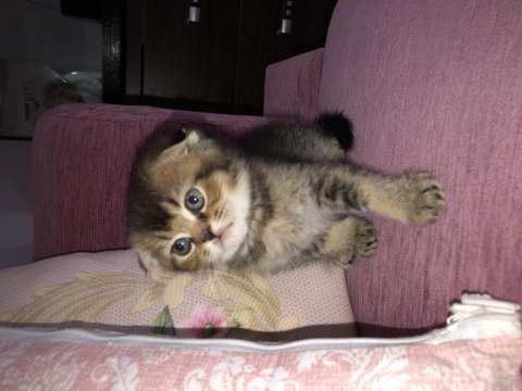 Britsh shorthair 2 aylık