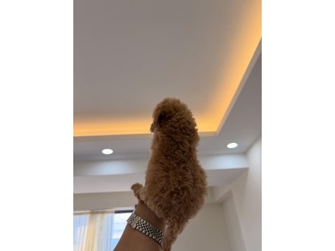 Wc pet eğitimli kore teacup poodle yavrumuz