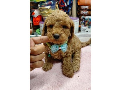Toy poodle yavrular ırk sağlık garantili