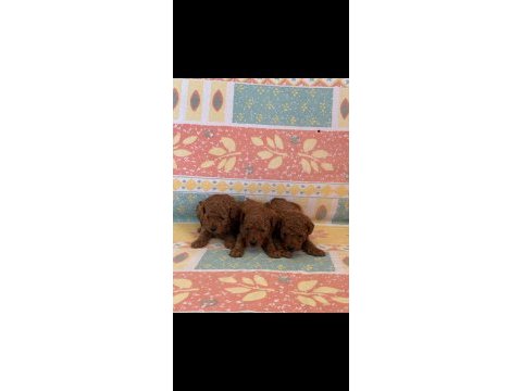 Orjinal toy poodle yavrular